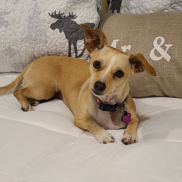 💖Meet Posh Ambassador Laurie💖 - Picture 1 of 10